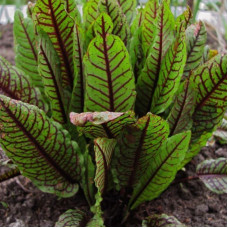 Sorrel seeds «Bloody Mary»