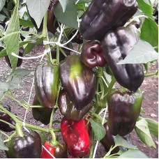 Sweet pepper seeds «Black horse»