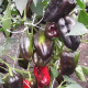 Sweet pepper seeds «Black horse»