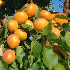 Apricot seeds «Kalirovka»