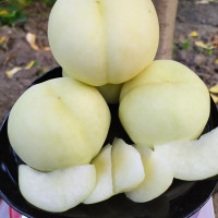 Peach seeds «Ice ball»