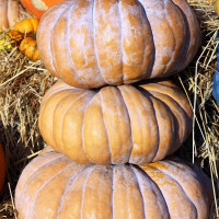 Семена тыквы «Бальзам»