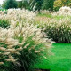 Ornamental grass seeds