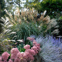 Ornamental grass seeds