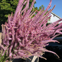 Limonium Suworowii seeds