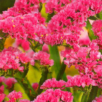 Limonium pink (statice) seeds