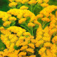 Limonium yellow (statice) seeds