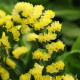 Limonium yellow (statice) seeds