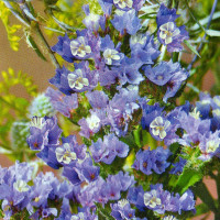 Limonium light-blue (statice) seeds