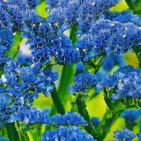 Limonium blue (statice) seeds