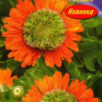 Calendula seeds «Green heart»