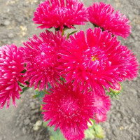 Aster seeds «Maria»