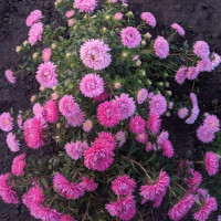 Насіння айстри «Святкова»