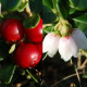 Lingonberry seeds «Rubin»