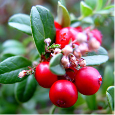 Lingonberry seeds «Rubin»