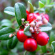 Lingonberry seeds «Rubin»