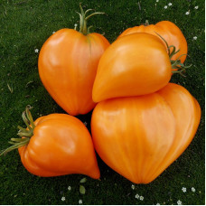 Tomato seeds «Wonder of the Earth Orange» 