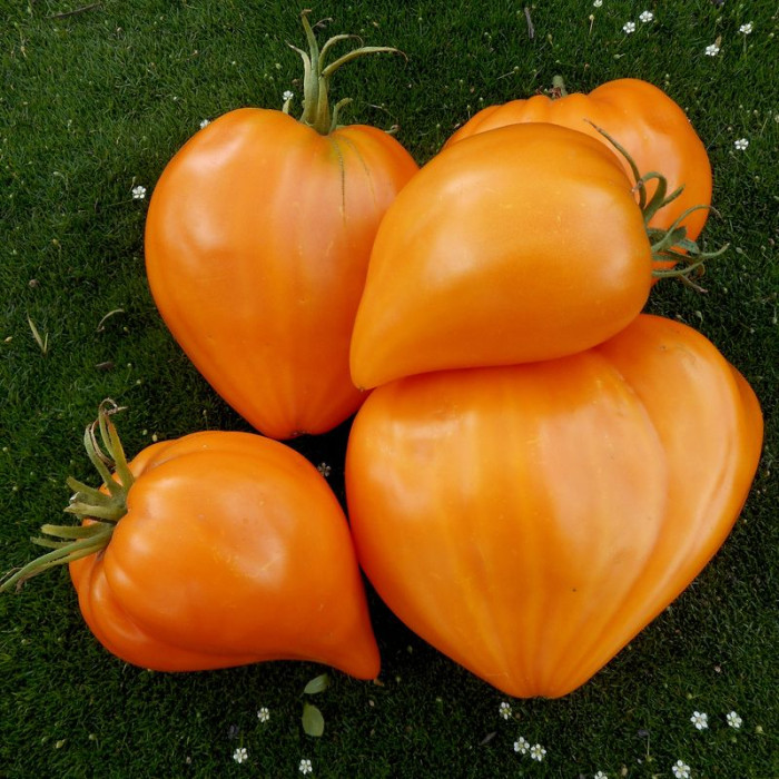 Tomato seeds «Wonder of the Earth Orange» 