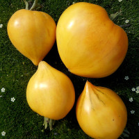 Tomato seeds «Yellow scallops» 