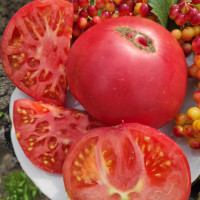 Tomato seeds «Katya Eliseeva pink» 