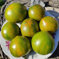 Семена томата «Карлик Сияние Вавилона»