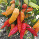 Hot pepper seeds «Aji Cristal»