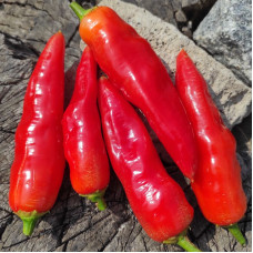 Hot pepper seeds «Aji Cristal»