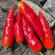 Hot pepper seeds «Aji Cristal»