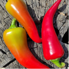 Hot pepper seeds «Vatra»