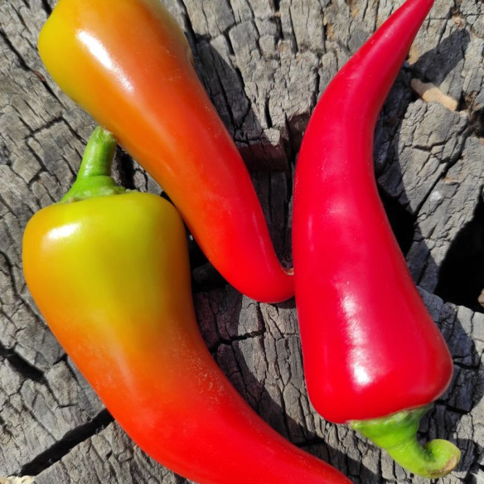 Hot pepper seeds «Vatra»