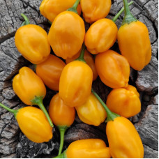 Hot pepper seeds «Oro de Ecuador»