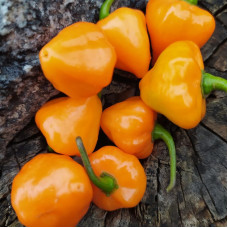 Hot pepper seeds «Orange lantern»