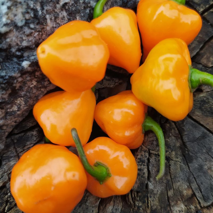 Hot pepper seeds «Orange lantern»