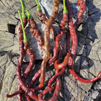 Семена перца острого «Сандер Качо Браун»