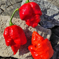 Hot pepper seeds «Trinidad Scorpion Butch T Red»