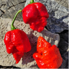 Hot pepper seeds «Trinidad Scorpion Butch T Red»