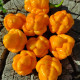 Hot pepper seeds «Yellow Trinidad Moruga Scorpion»