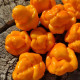 Hot pepper seeds «Yellow Trinidad Moruga Scorpion»