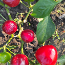 Hot pepper seeds «Red cherry»