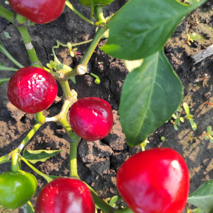 Hot pepper seeds «Red cherry»