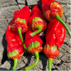 Hot pepper seeds «7 Pot Bubblegum red»