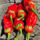 Hot pepper seeds «7 Pot Bubblegum red»