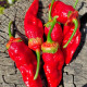 Hot pepper seeds «7 Pot Bubblegum red»