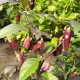 Hot pepper seeds «Pimenta de Neyde Trinidad Douglah»