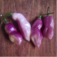 Hot pepper seeds «Pimenta de Neyde Trinidad Douglah»