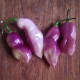 Hot pepper seeds «Pimenta de Neyde Trinidad Douglah»