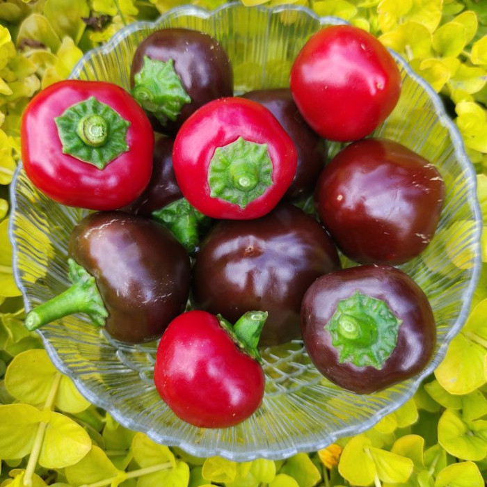 Hot pepper seeds «Chocolate cherry»