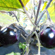 Eggplant seeds «Sancho panza»