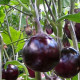 Eggplant seeds «Sancho panza»