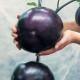 Eggplant seeds «Sancho panza»